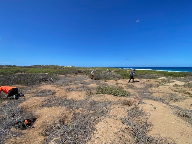 Wedge tailed Shearwater survey Kaena Point Pacific Rim Conservation