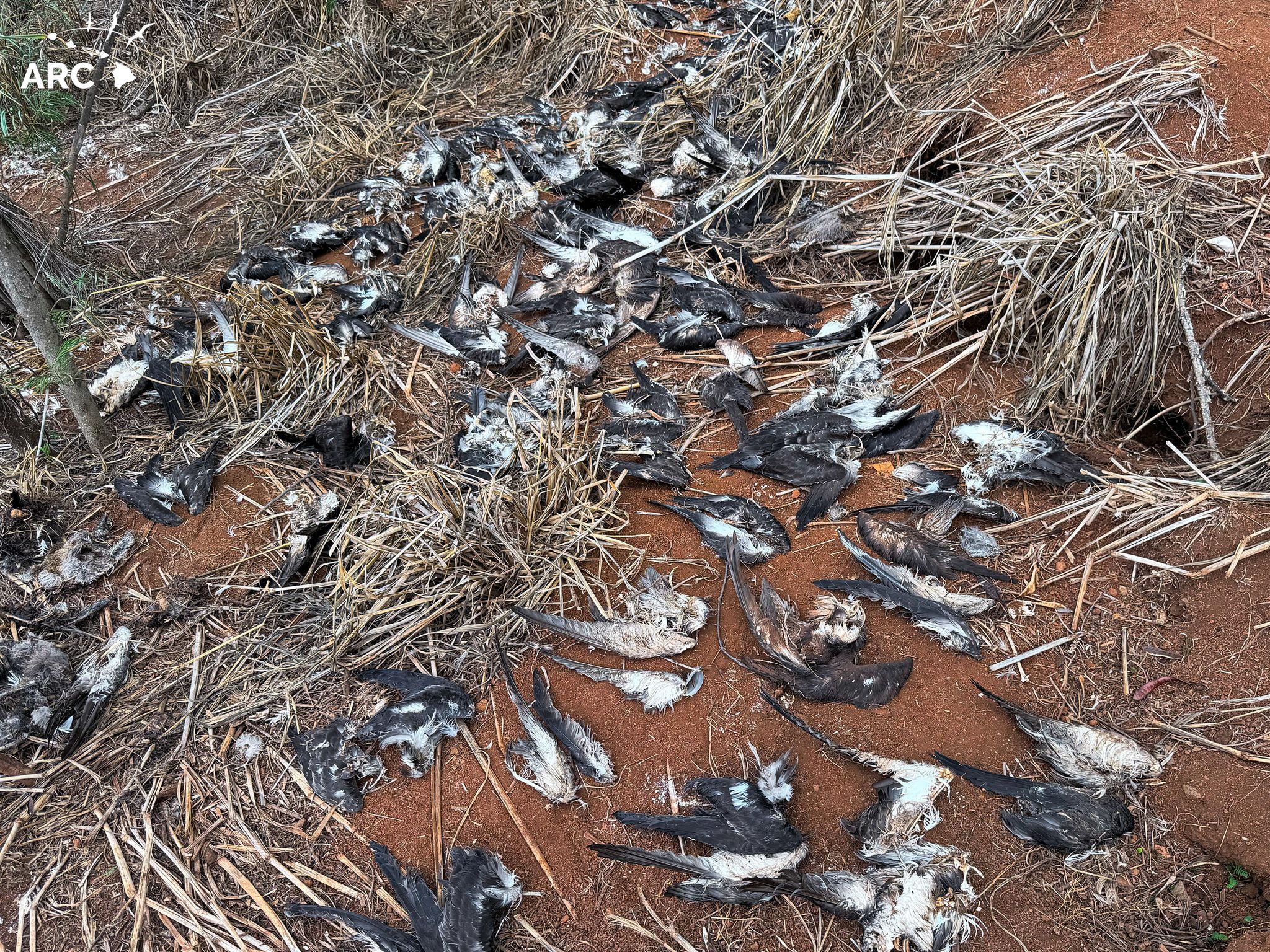 Wedge tailed cat mass kill ARC