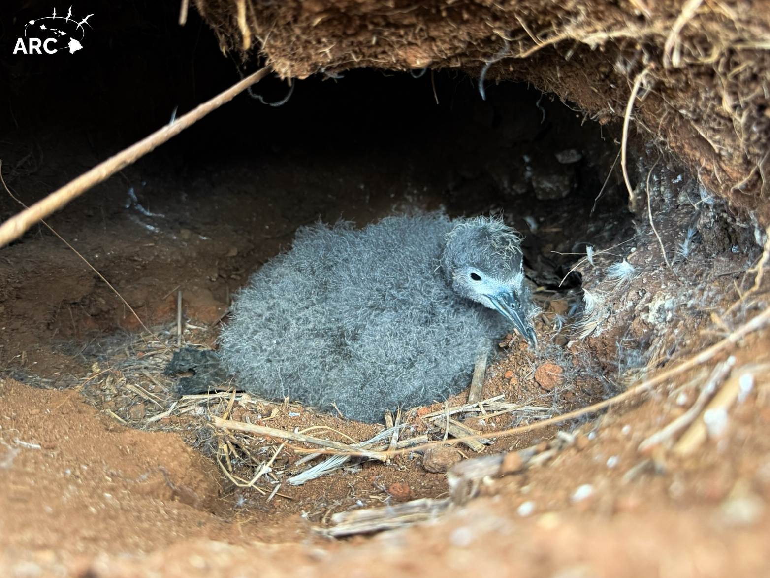 Wedge tailed cat mass kill ARC chick