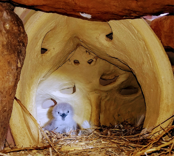 Wedge tailed ceramic nest shrunk