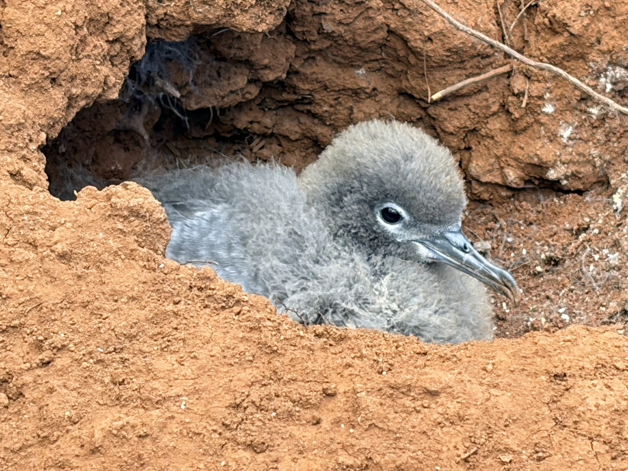 Wedge tailed chick Kilauea Point Pacific Rim Conservation