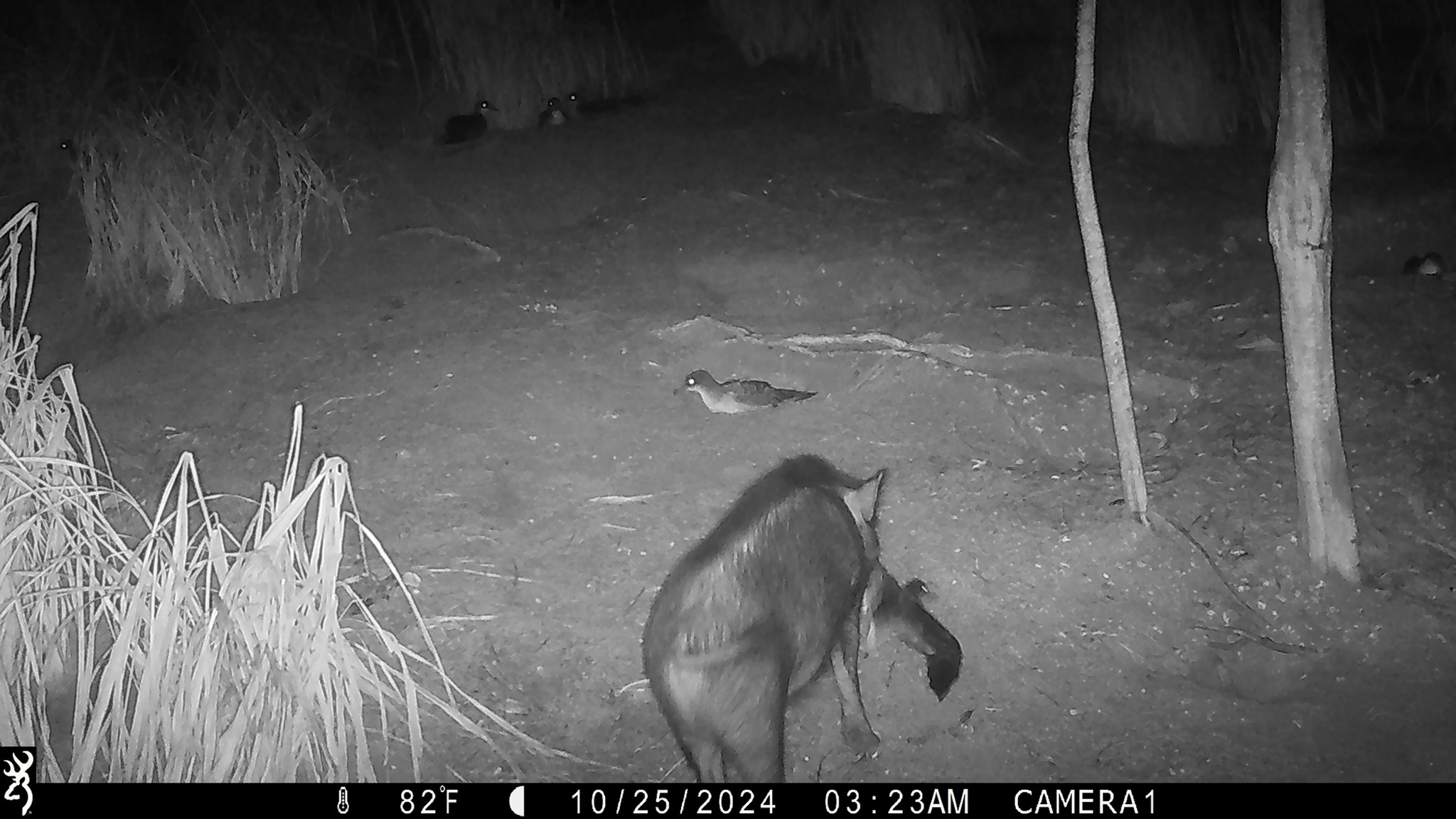 P01[0:0] TT[188] E[080:2272]G[192:0x3c] BV[-1:0] IR[L:L:18] MOE[0:3]