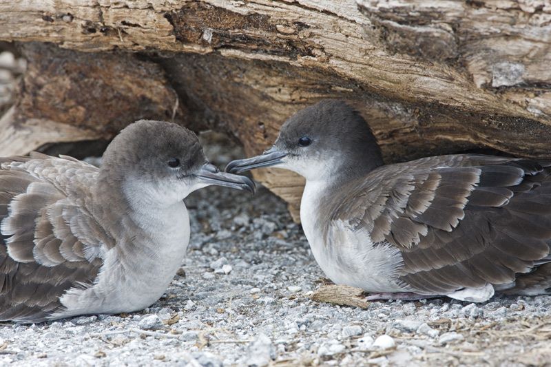 Wedge tailed Shearwater Pacific Islands Avian Health Disease Program