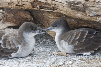 Wedge tailed Shearwater Pacific Islands Avian Health Disease Program s