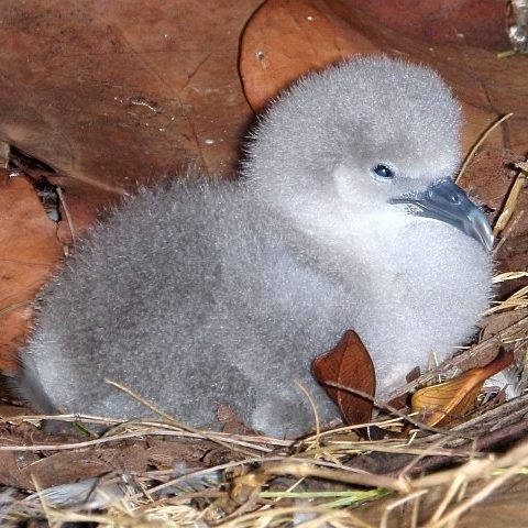 Wedgie chick Pacific Rim Conservation