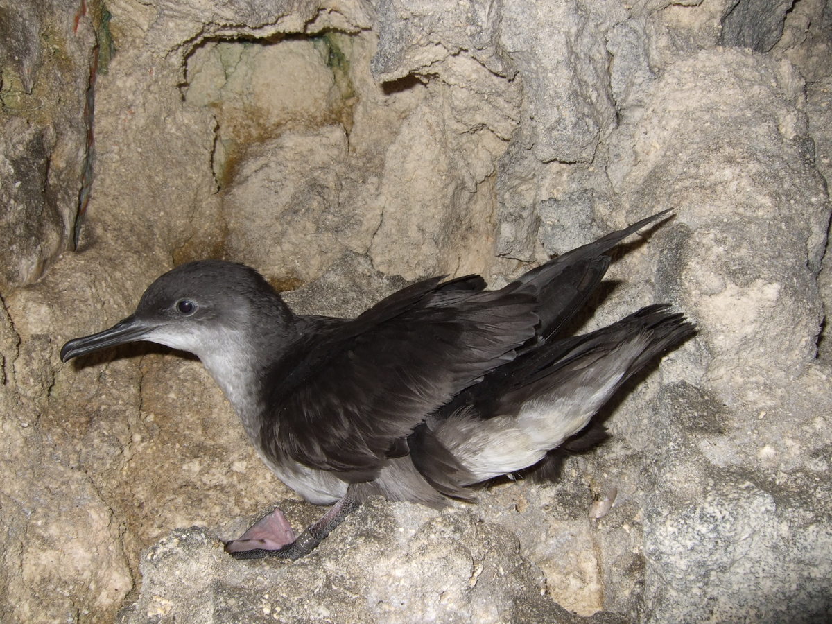 Yelkouan Shearwater Malta Andre Raine 1 001