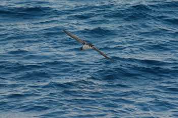 yelkouan shearwater jrme legrand