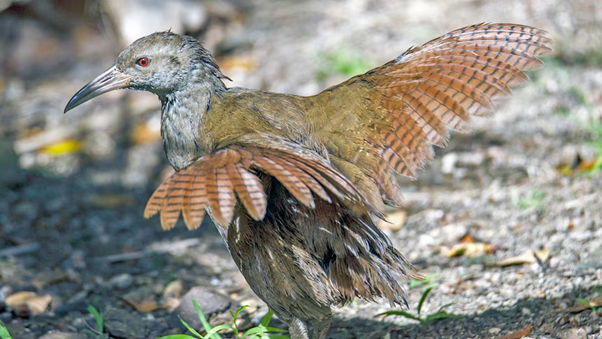 Lord Howe Woodhen