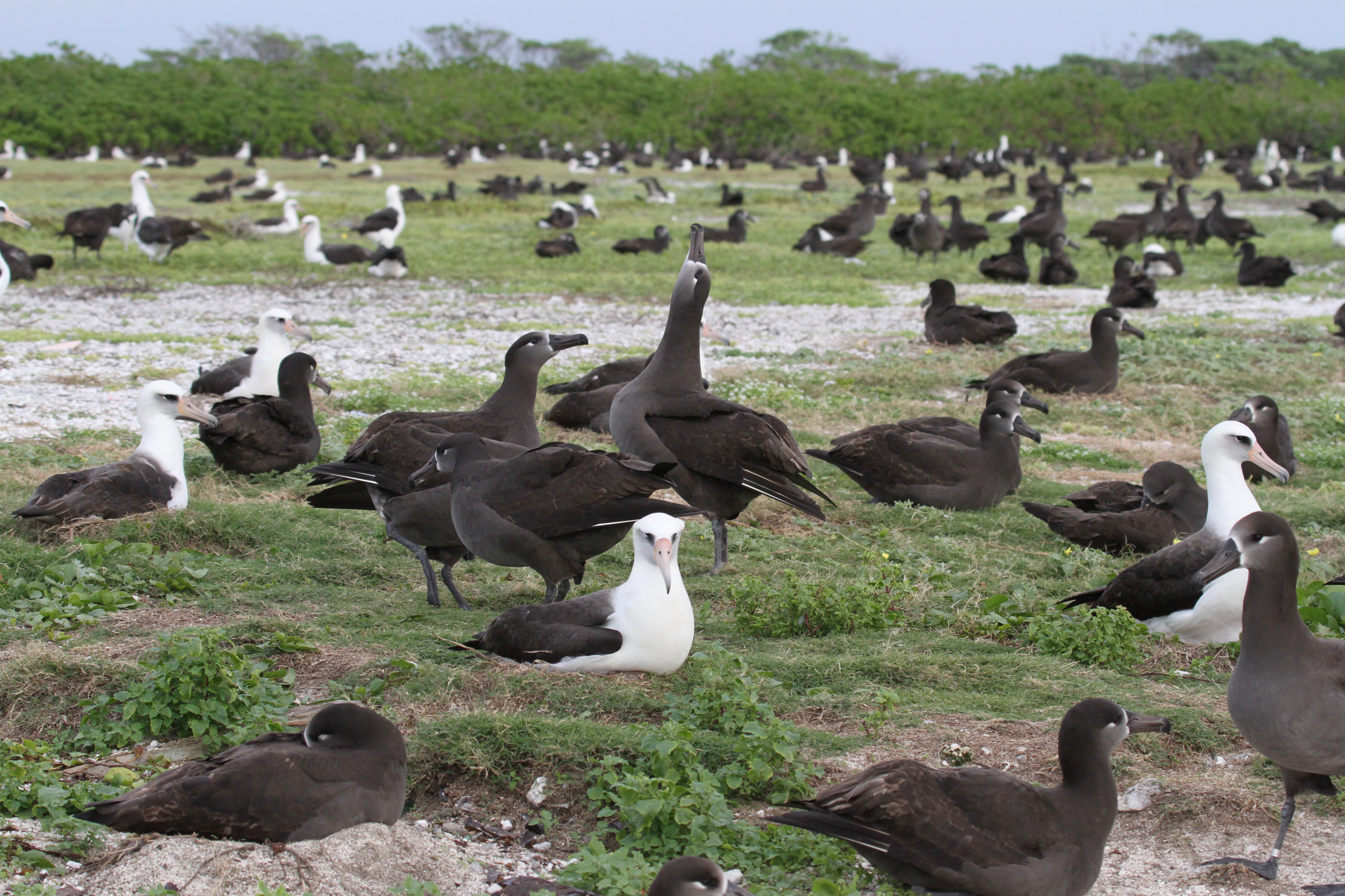 Albatrosses Kure Atoll Cynthia Vanderlip