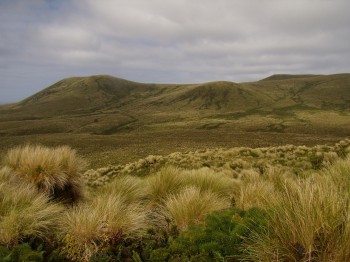 Antipodes Island Erica Sommer 2