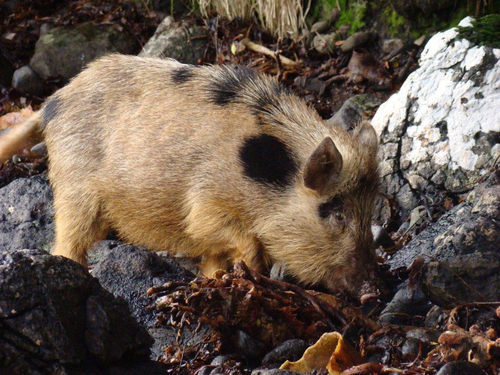 Auckland Island pig Pete McClelland