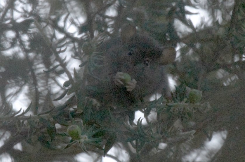 Herbivorie de de la souris grise sur des capsules de Phylica arborea Florian Leemann