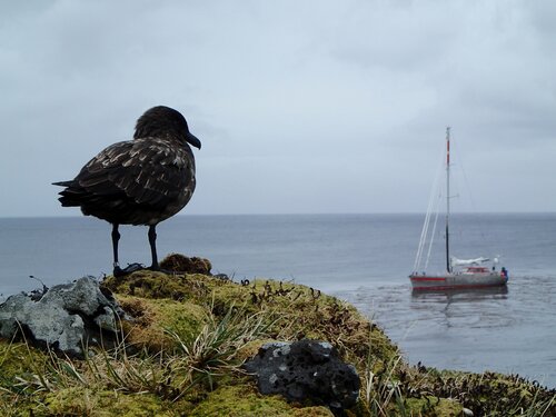 Pelagic Australis at Marion September 2020 Vrikkie van der Vyver