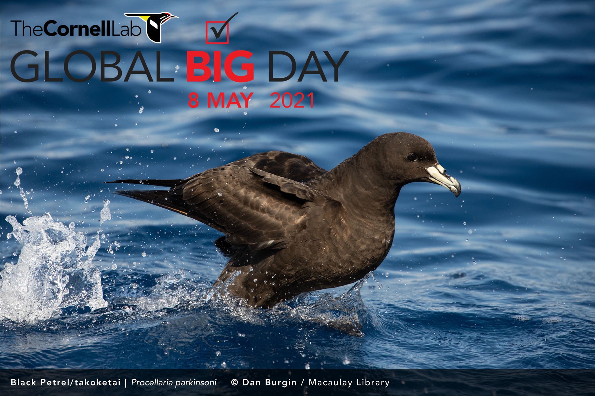 Global Big Bird Day 2021