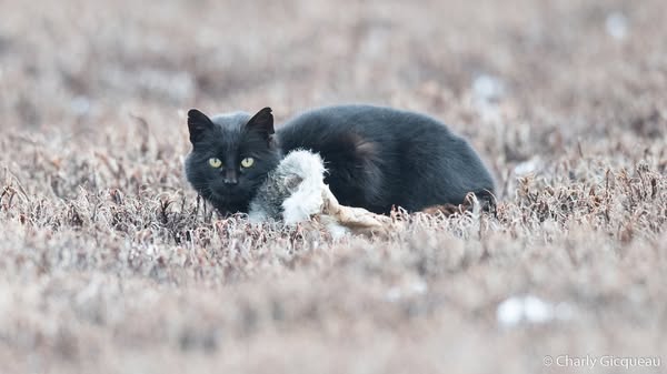 Kerguelen feral cat