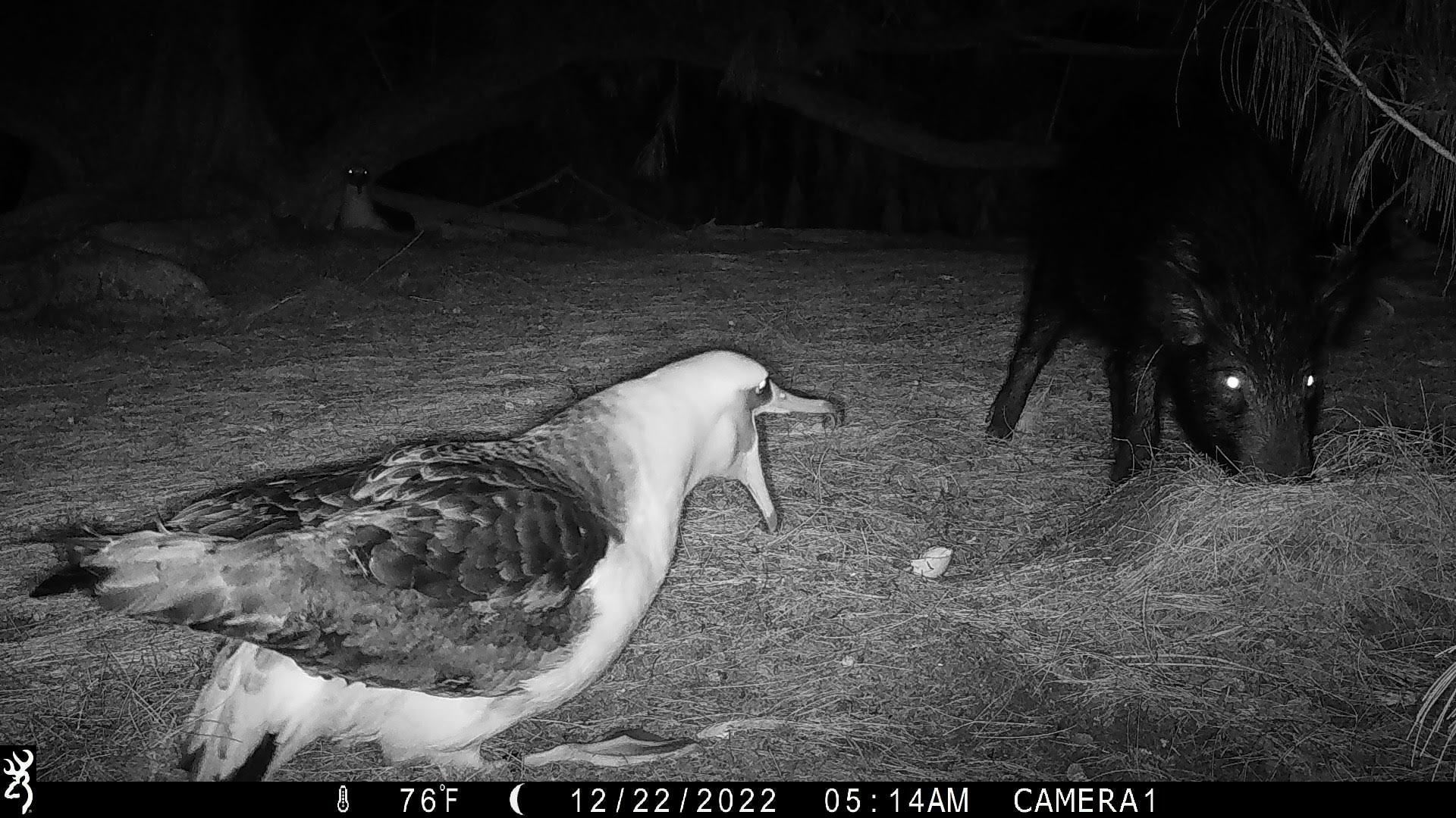 Pigs 3