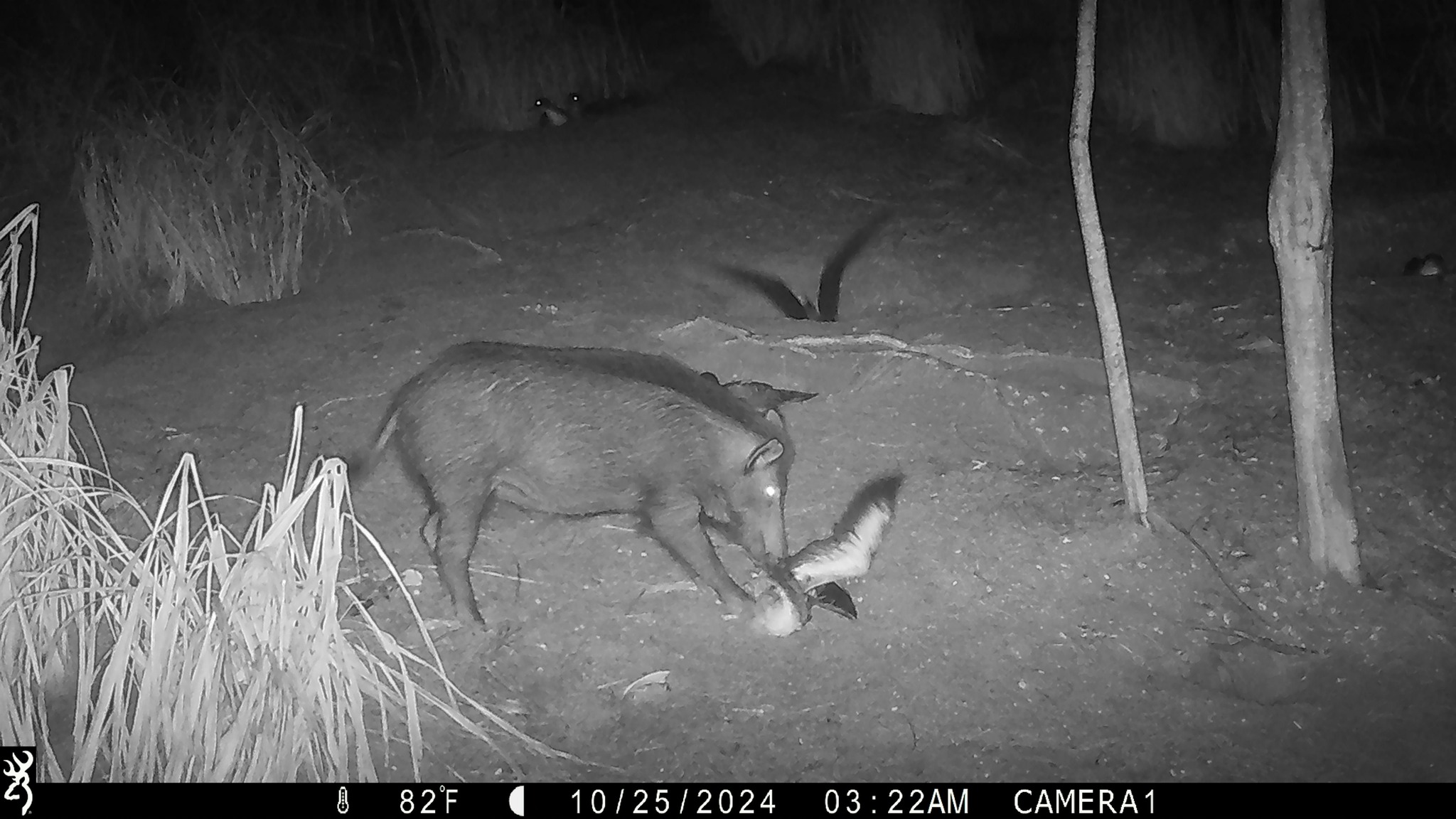 Pigs 6 Wedge tailed Shearwater