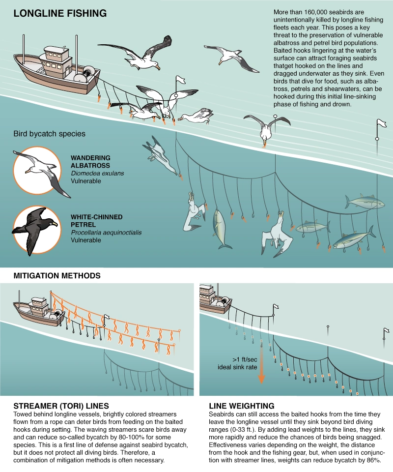 Agreement on the Conservation of Albatrosses and Petrels - Seabird  mortality 101: “simple fixes” could save thousands of birds a year killed  in fisheries