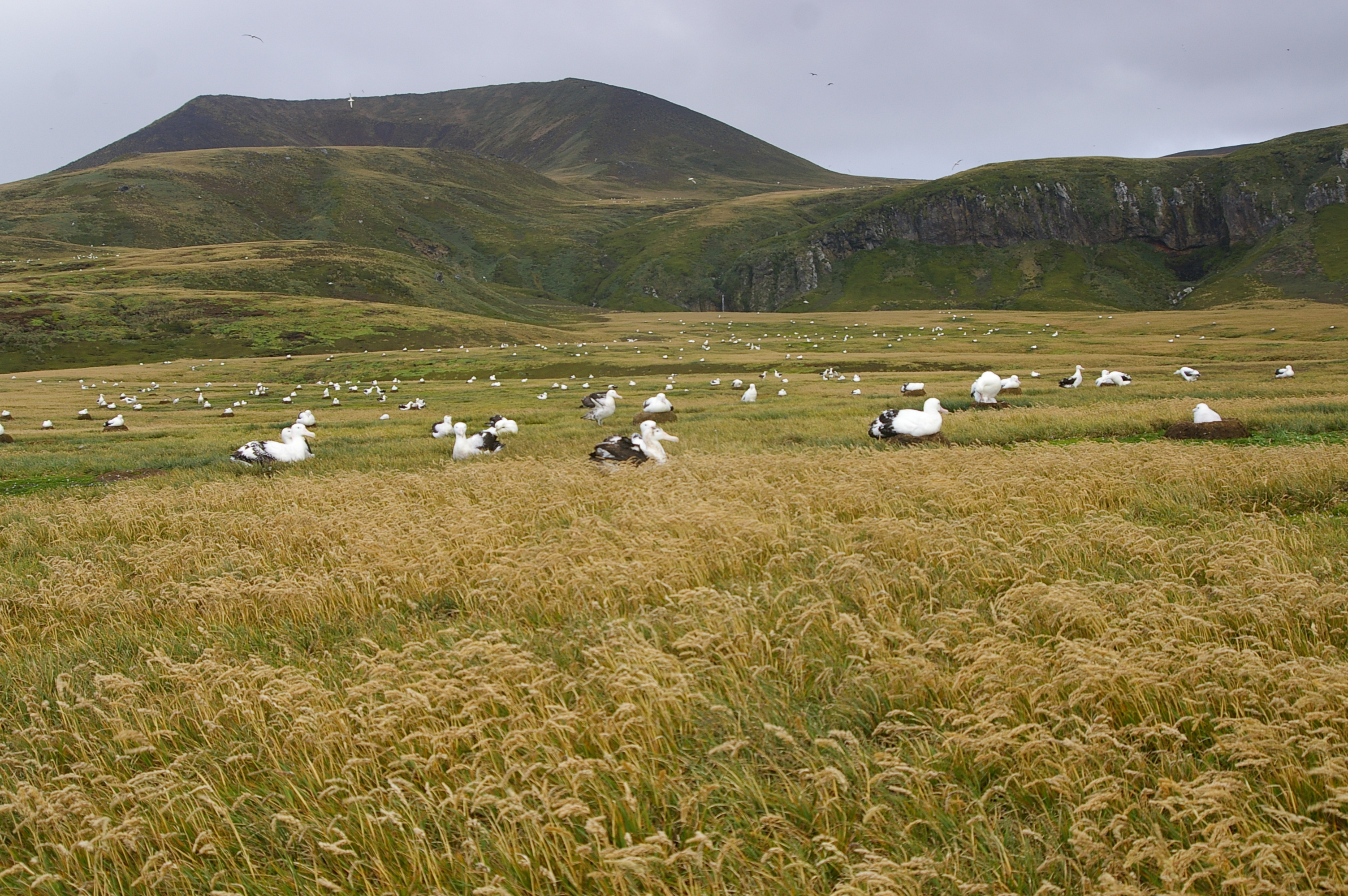 Albatross Valley PEI