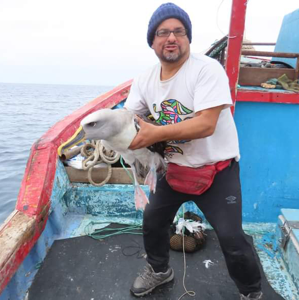 Javier Quinones Bullers Albatross off Peru
