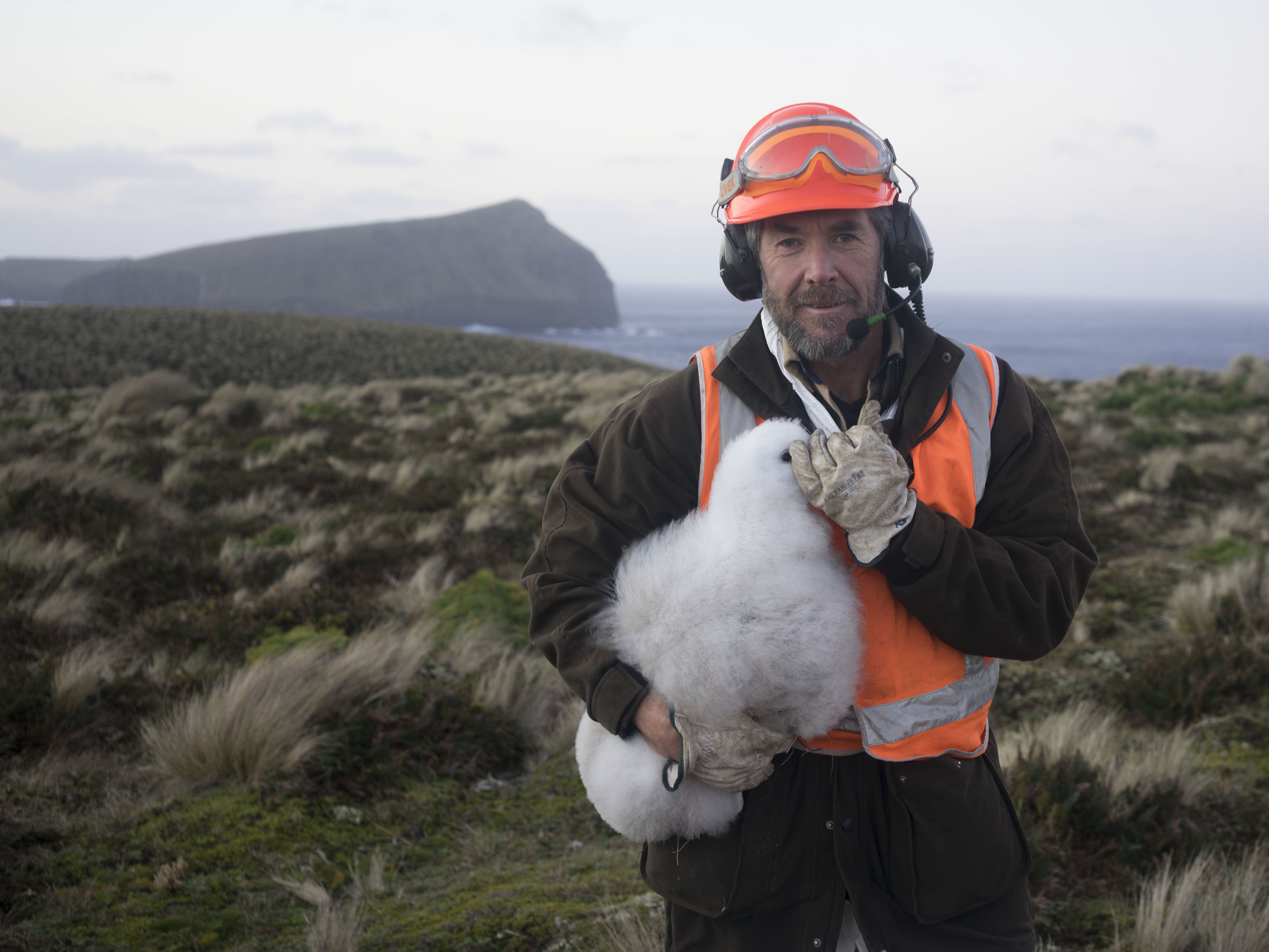 Keith Springer Antipodean Albatross chick