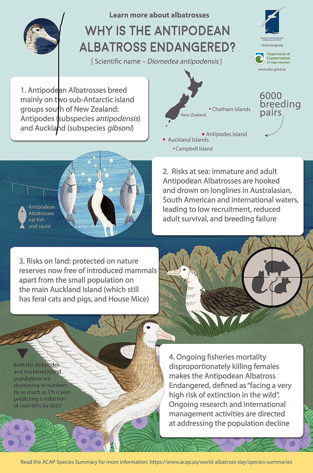 Antipodean Albatross Infographic English medium poster 5mm bleed FINAL shrunk