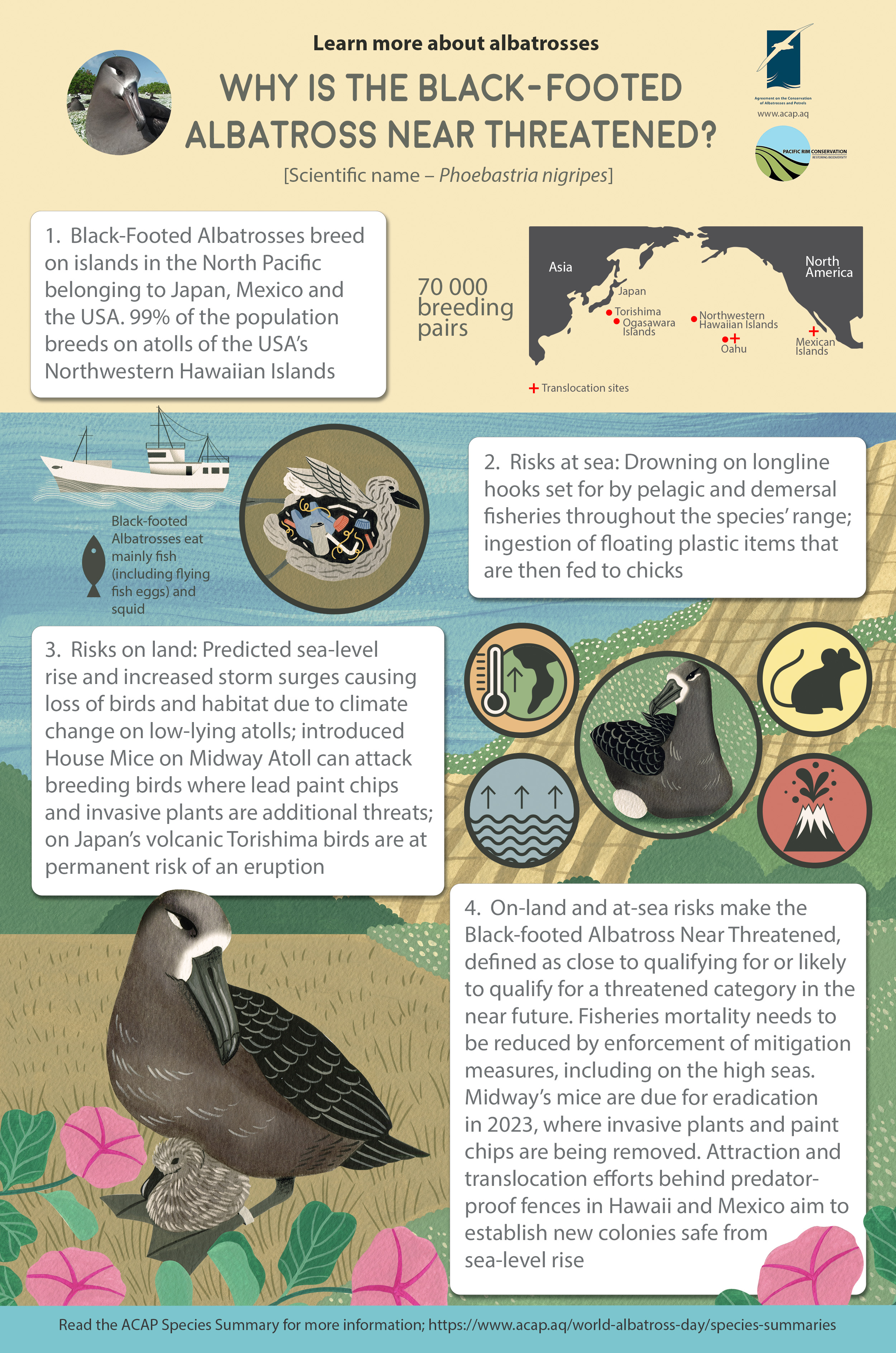 Black footed Albatross infographic colour 2