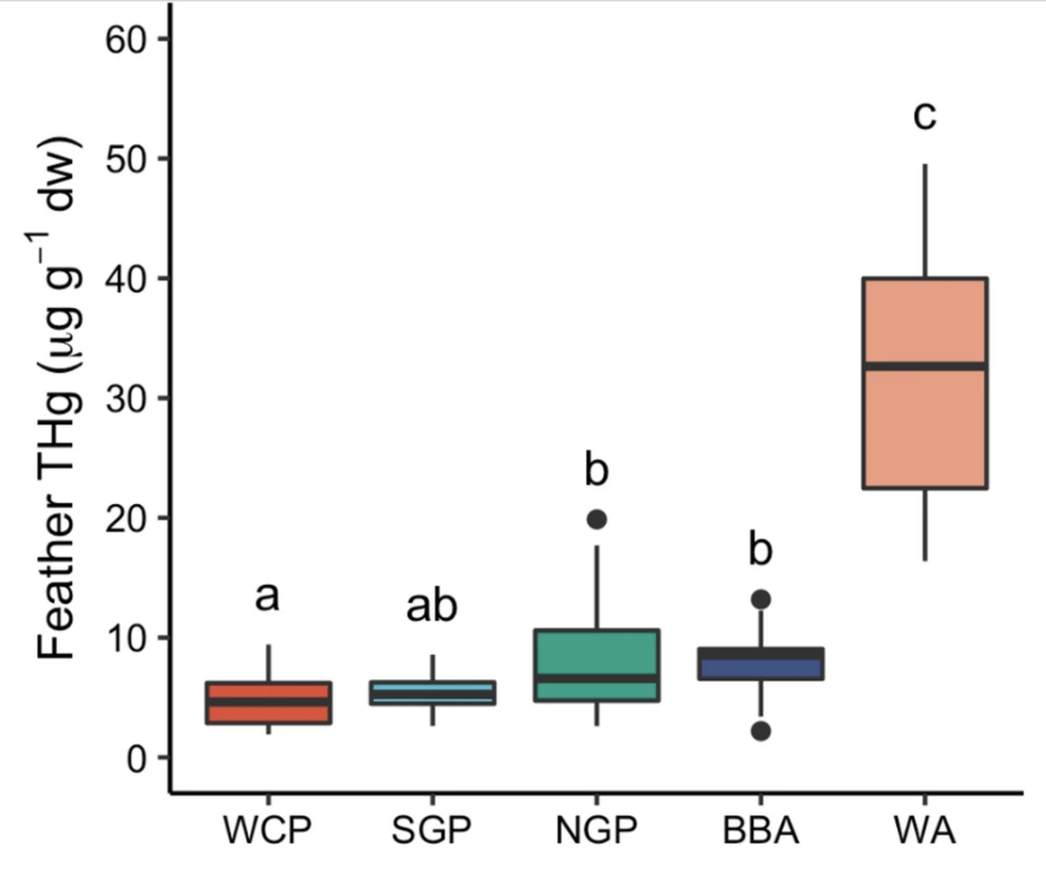 Boxplots of total Hg concentrations feathers of albatrosses and petrels sampled Bird Island South Georgia