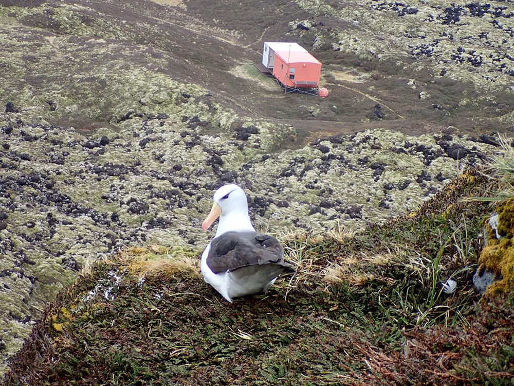 Grey Headed Albatross Hut Black browed Albatross Michelle Jones