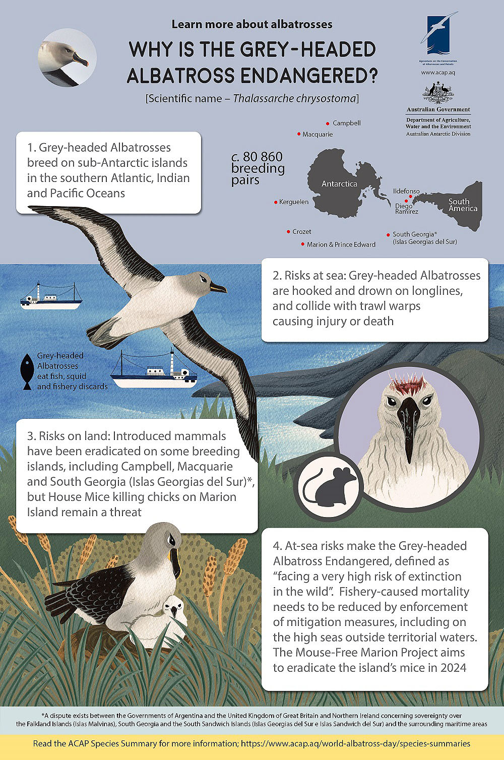 Grey headed Albatross Infographic CORRECTED shrunk
