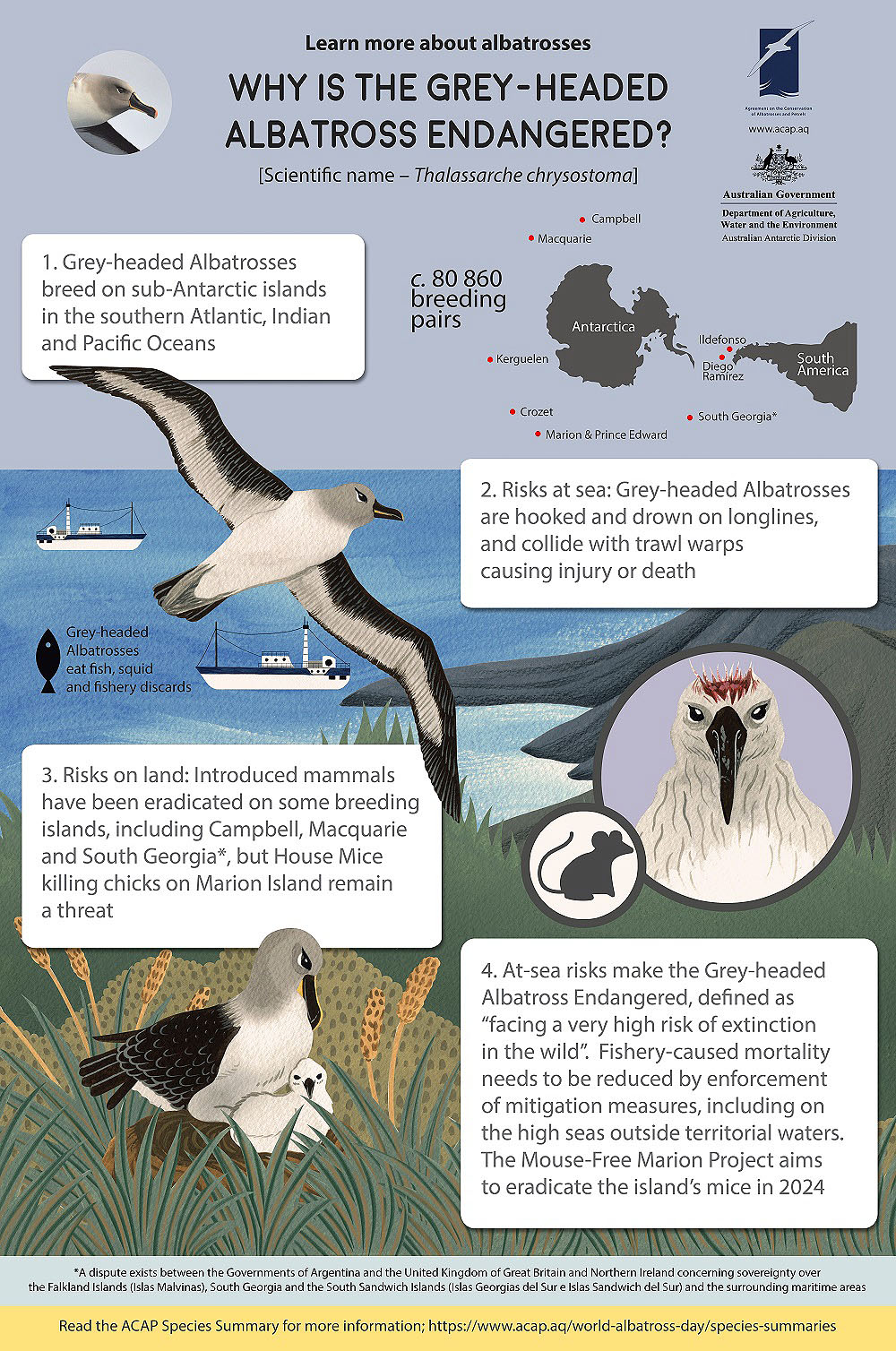 Grey headed Albatross Infographic shrunk