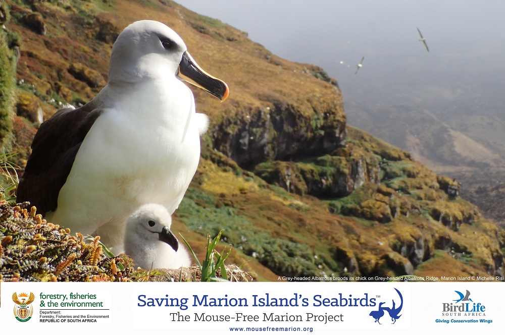 Grey headed Albatross Michelle Risi 1s