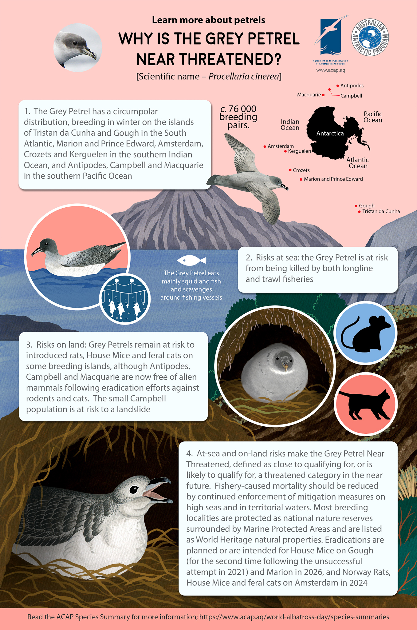 Grey Petrel Infographic eng smlposter 5mmbleed