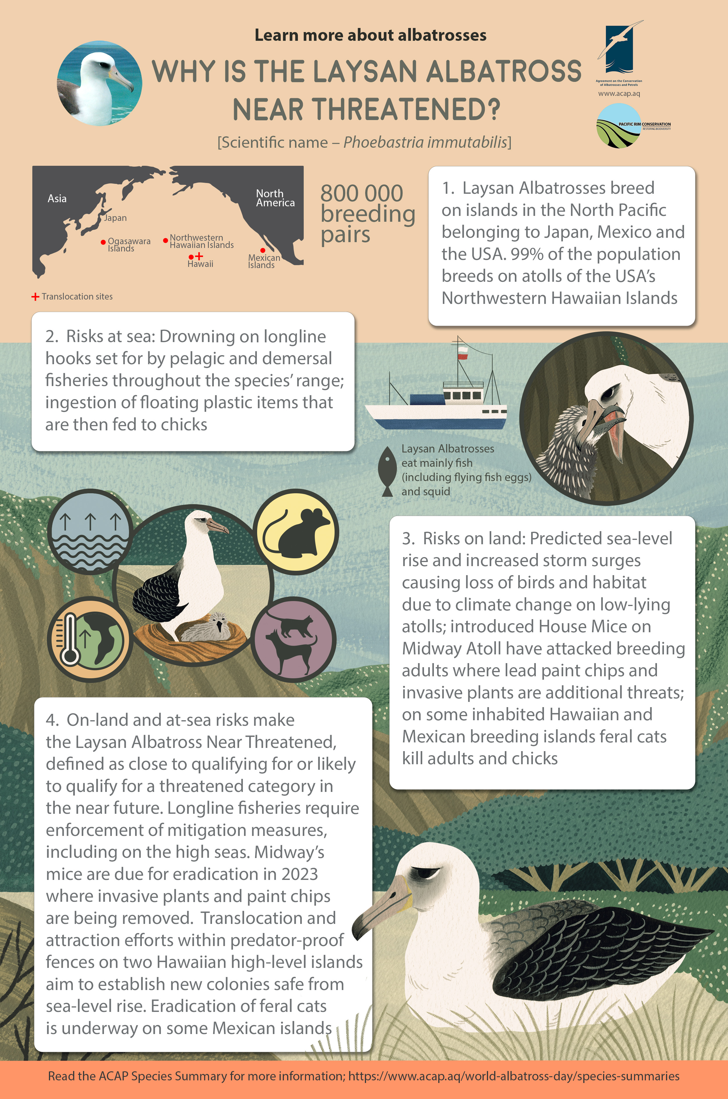 Laysan Albatross infographic colour 2