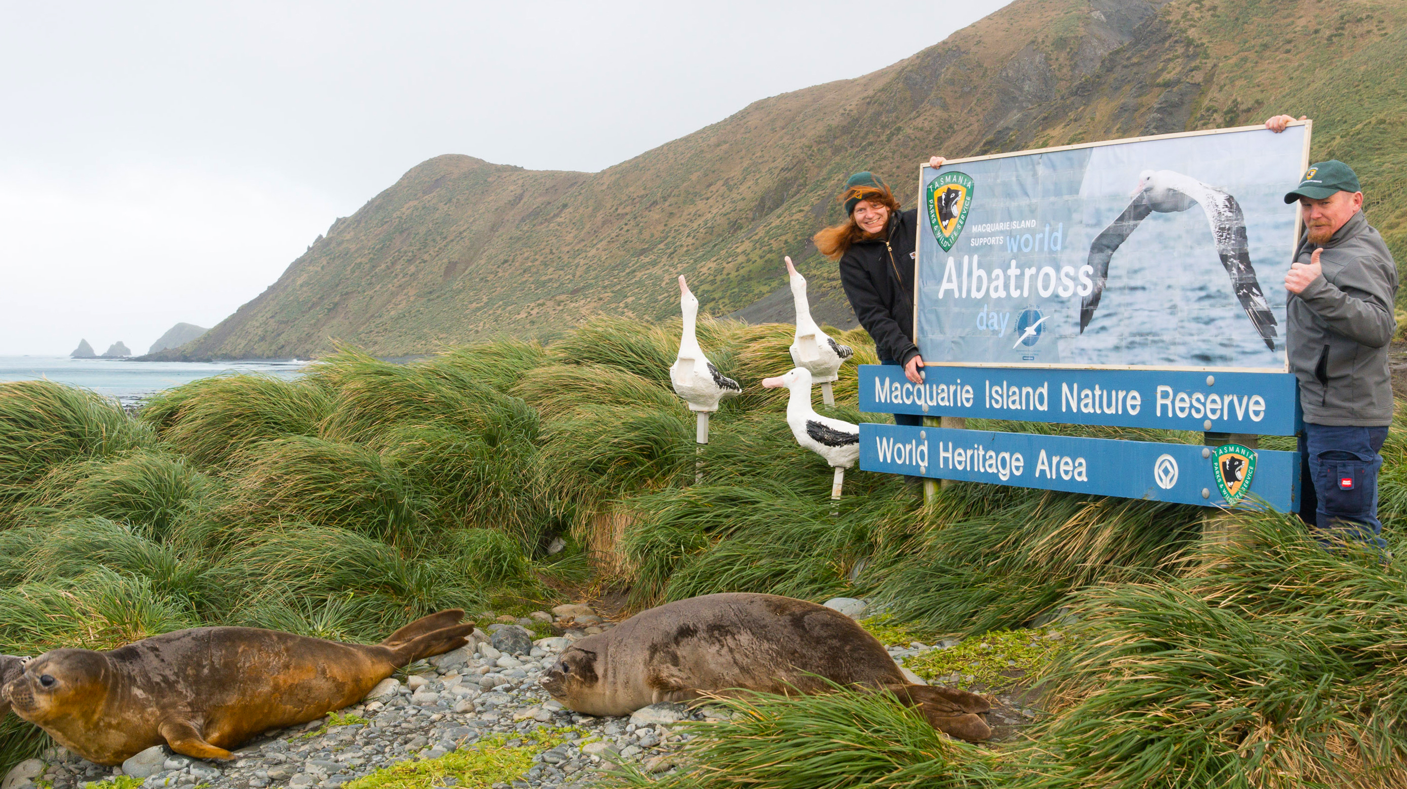 Macca taspws world albatross day banner
