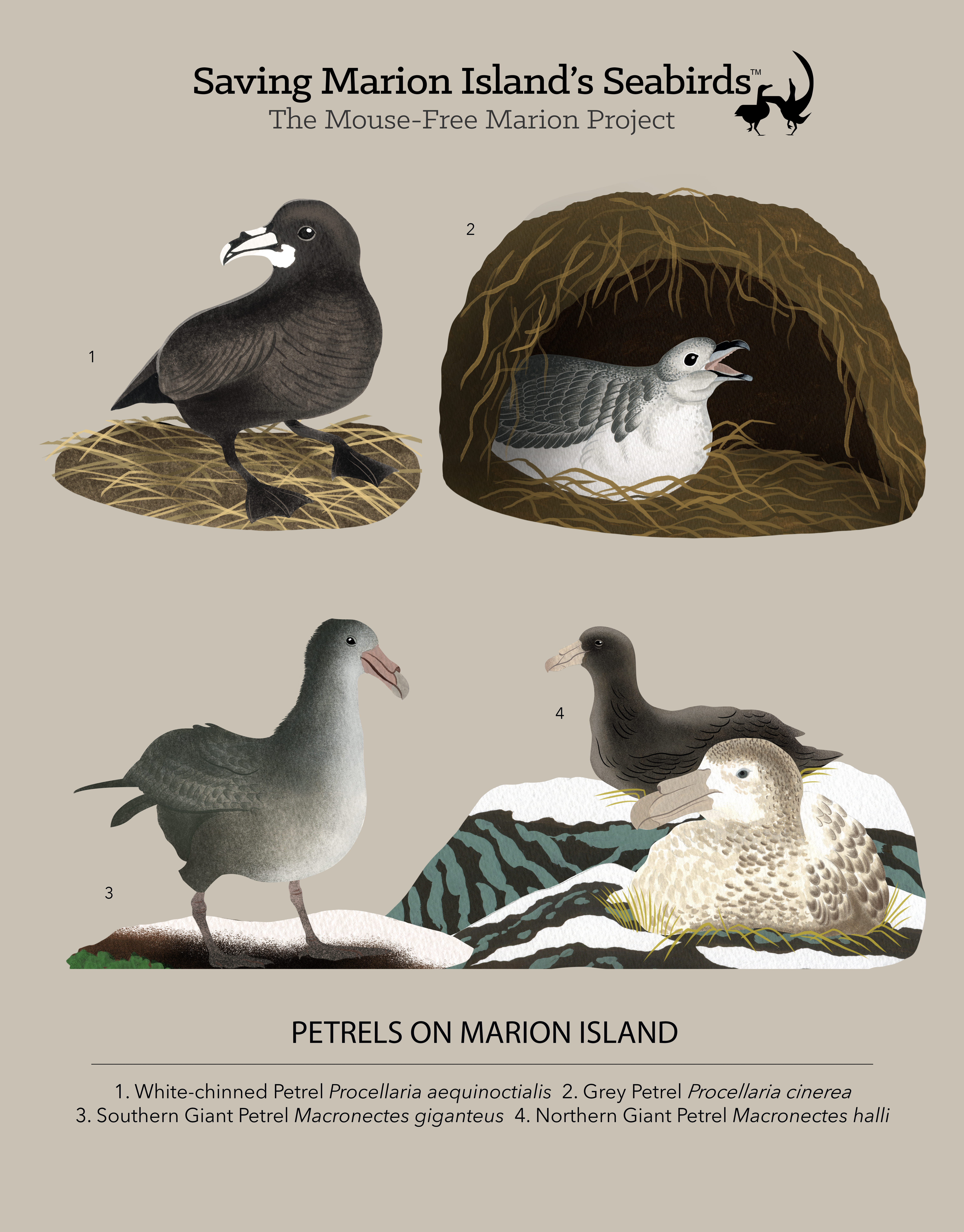 Marion petrel poster