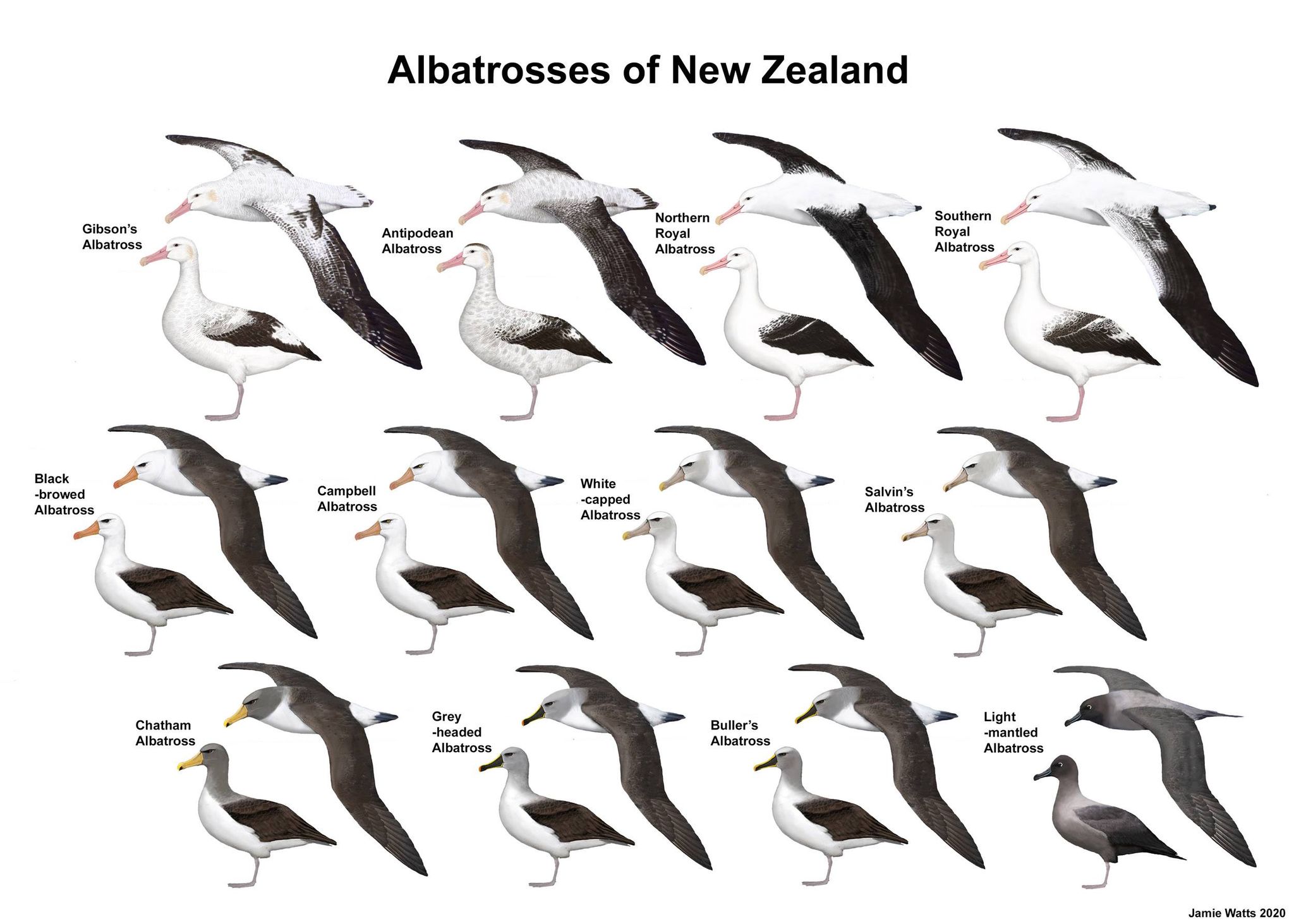 NZ albies