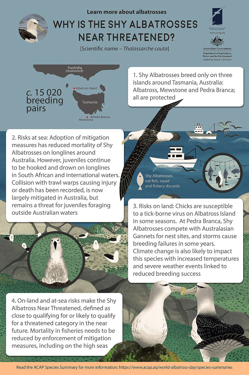Shy Albatross Infographic shrunk