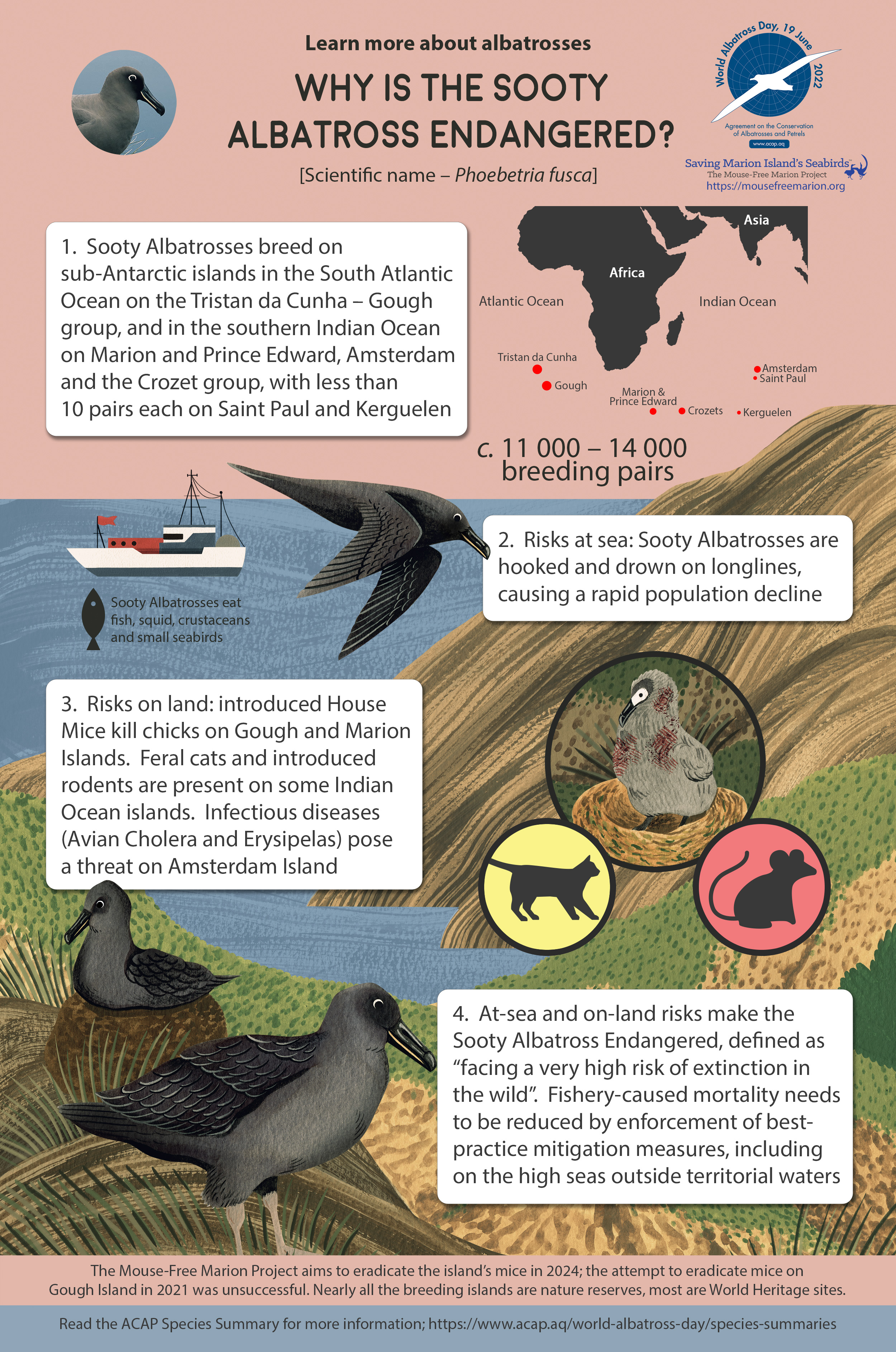 Sooty Albatross infographic colour FINAL