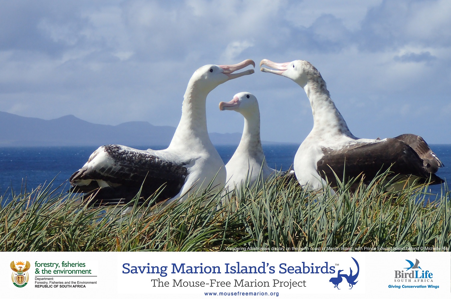 Wandering Albatross Michelle Risi 3s