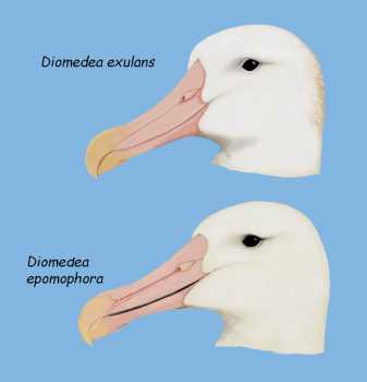 Wandering Southern Royal Albatross heads Jamie Watts