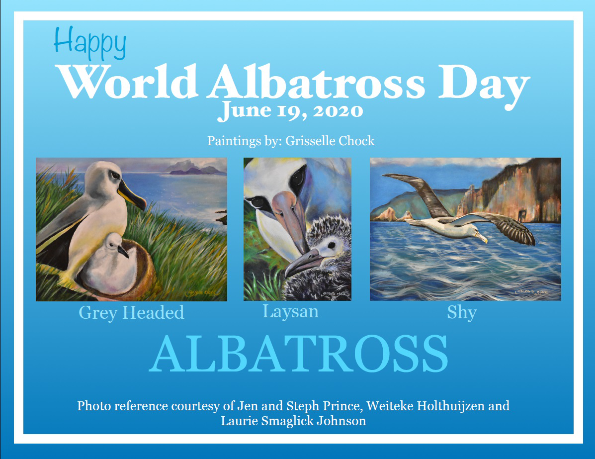 World Albatross Day 3