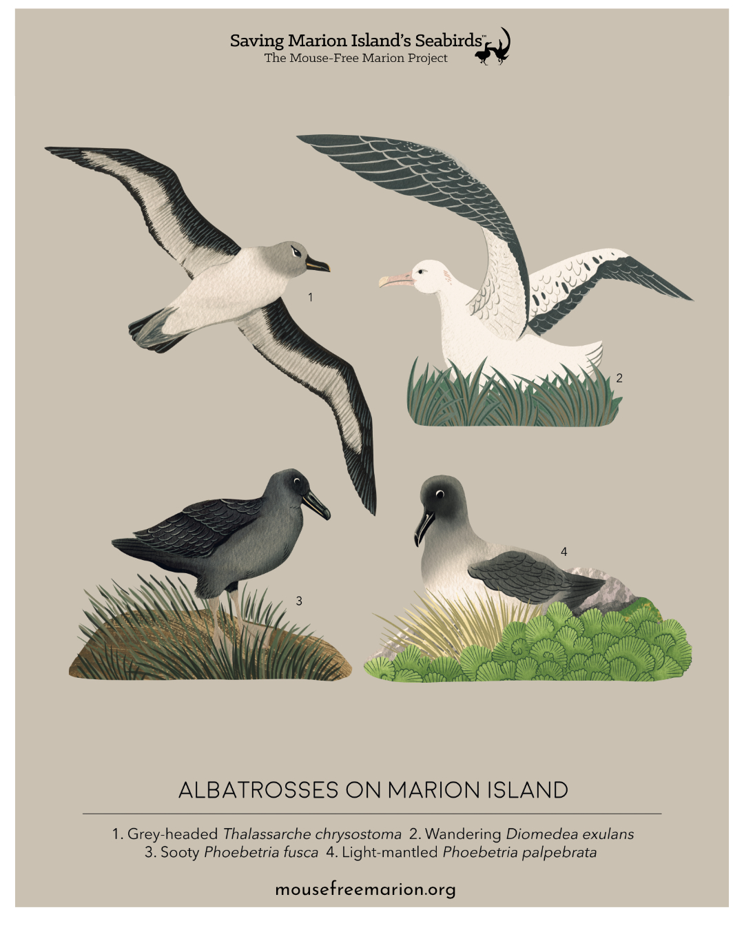 albatrosses of marion island MFM poster