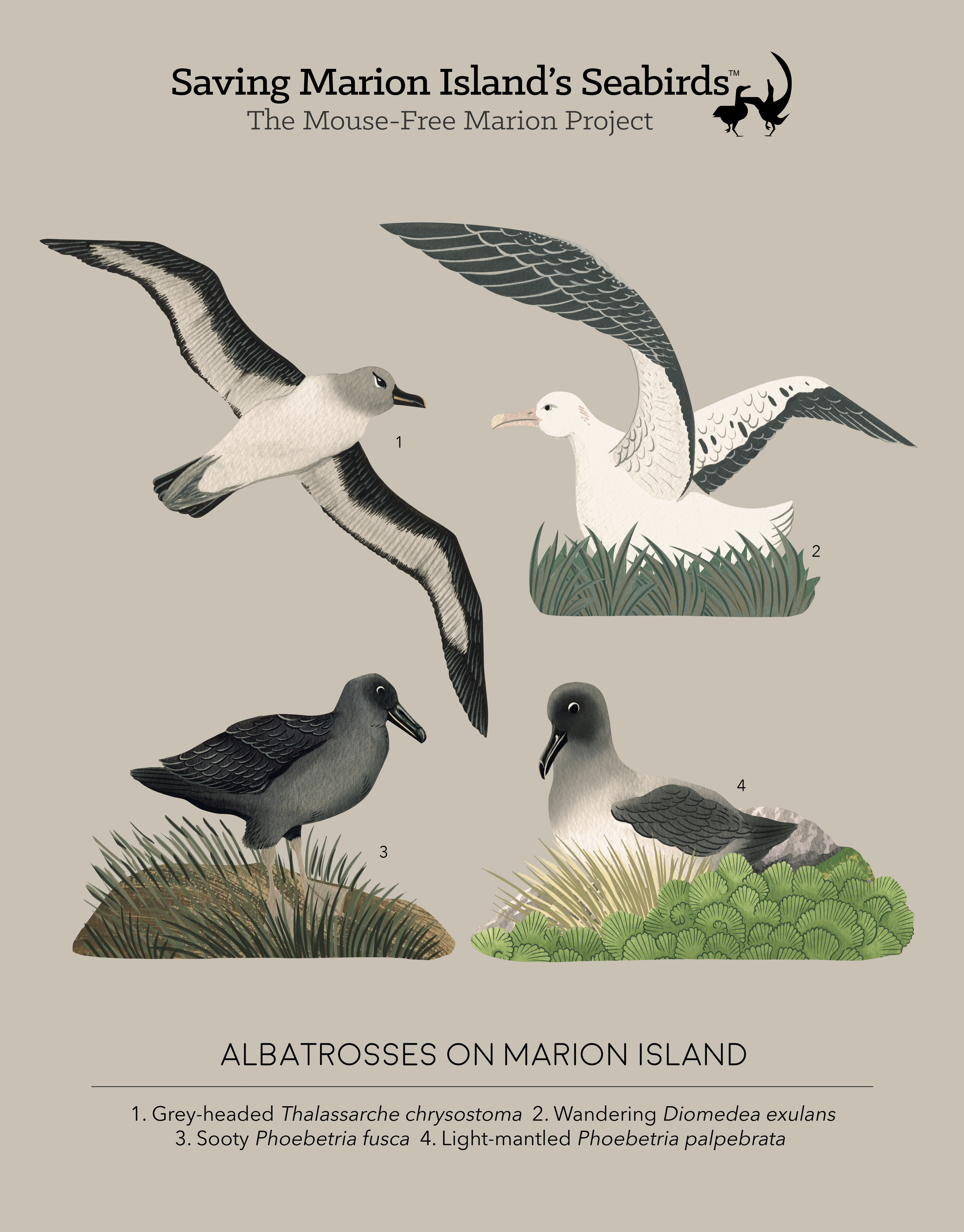 albatrosses of marion island MFM poster hi res