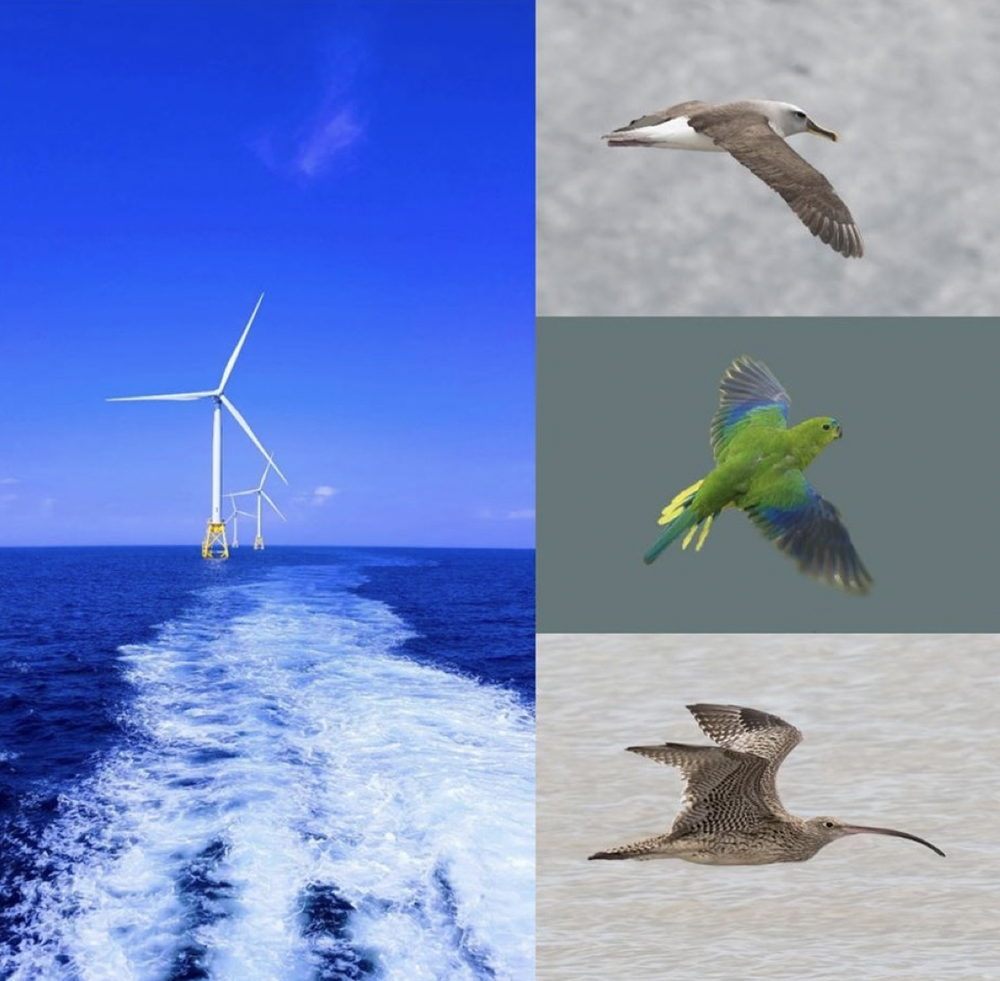 Turbines by S Dakin SBA by B Baker Orange bellied Parrot by M Holdsworth Far Eastern curlew by J Barkla