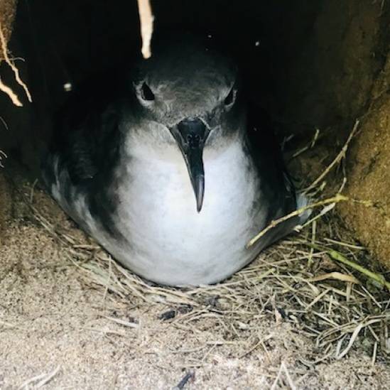 Fallout of Wedge-tailed Shearwater fledging peaks on moon-less nights
