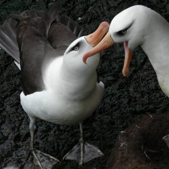 Featuring ACAP-listed species and their photographers: the Campbell Albatross by Peter Moore