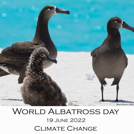 ACAP releases 12 free posters for World Albatross Day 2022