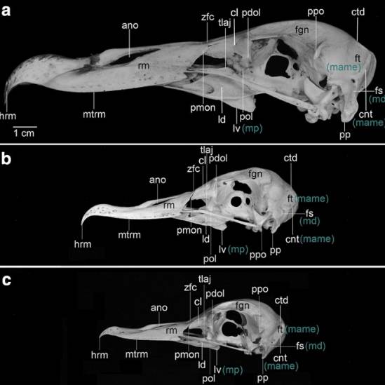 Giant petrel skulls facilitate their feeding behaviour: a morphological study
