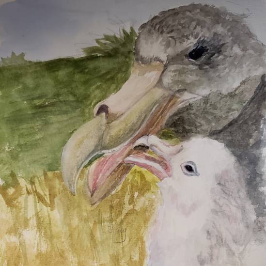 Aerobic capacity is important to breeding fitness in Northern and Southern Giant Petrels